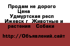 Продам не дорого › Цена ­ 10 000 - Удмуртская респ., Ижевск г. Животные и растения » Собаки   